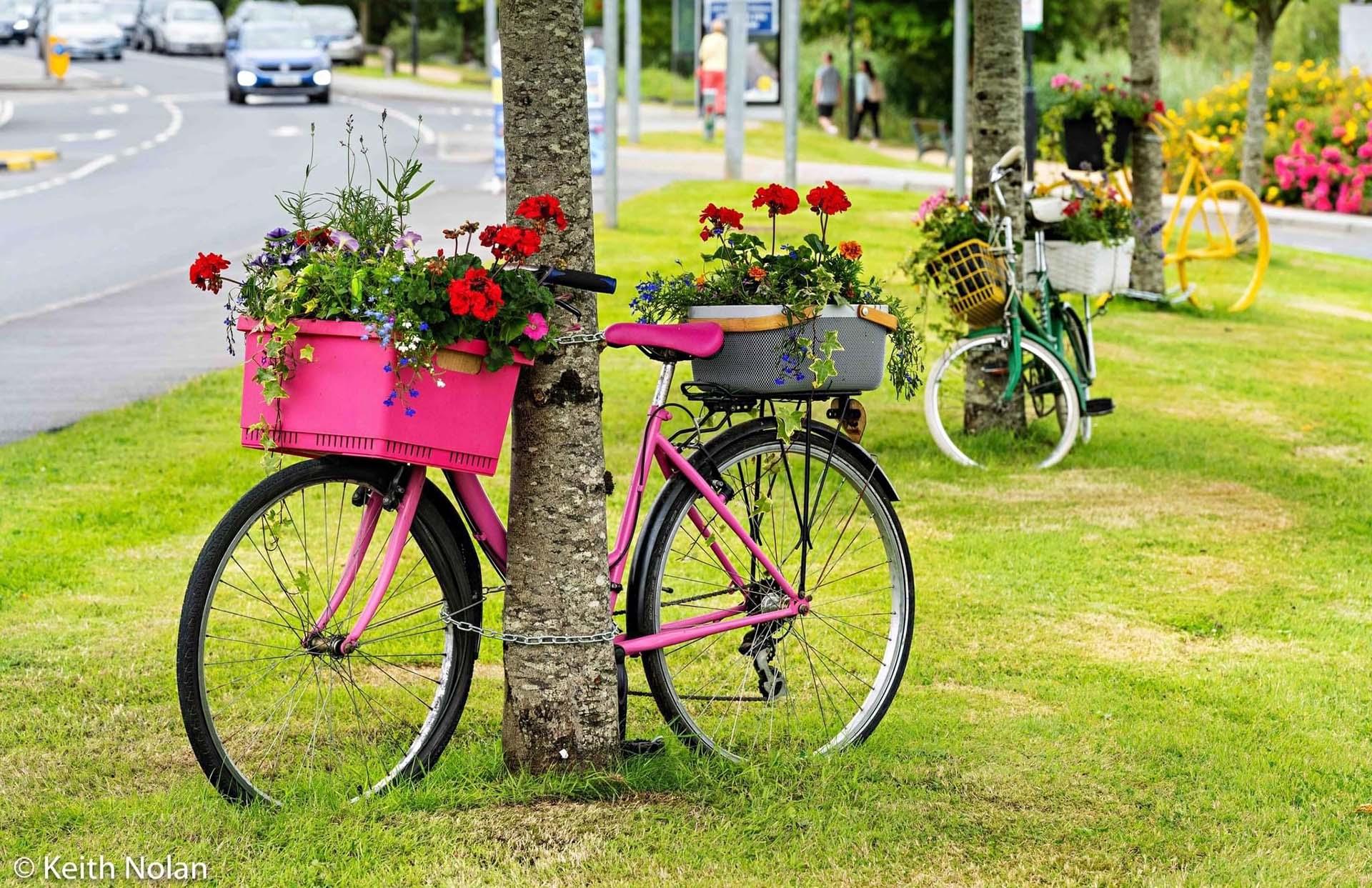 Pink Bicycle